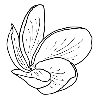 Spa salonu Plumeria çiçek serisi sanat eseri tasarımı. Yoga yağı aromaterapisi ve sıcak masaj stüdyosu, hoş geldin sembolü. Frangipani çiçeğinin açık tomurcuğunu çizmek. Vektör. 