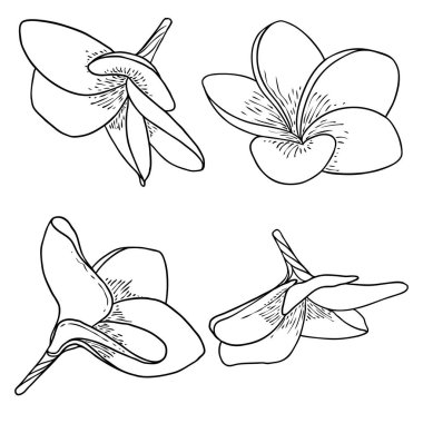 Plumeria seti. Geleneksel Hawaii tropikal kolyesi ya da boyun çelengi çiçek tasarım elementleri. Hoş geldin davetiye dekorasyonu. Gerçek Plumeria 'dan çizim sanatı, koleksiyon. Vektör.
