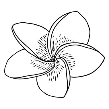 Spa salonu Plumeria çiçek serisi sanat eseri tasarımı. Yoga yağı aromaterapisi ve sıcak masaj stüdyosu, hoş geldin sembolü. Frangipani çiçeğinin açık tomurcuğunu çizmek. Vektör. 