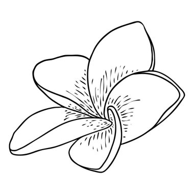Spa salonu Plumeria çiçek serisi sanat eseri tasarımı. Yoga yağı aromaterapisi ve sıcak masaj stüdyosu, hoş geldin sembolü. Frangipani çiçeğinin açık tomurcuğunu çizmek. Vektör. 