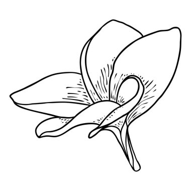 Plumeria açık tomurcuklar. Geleneksel Hawaii tropikal kolyesi ya da boyun çelengi çiçek tasarımı elementi. Hoş geldin davetiye dekorasyonu. Gerçek Plumeria 'dan çizim sanatı. Vektör.