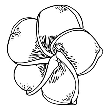 Plumeria çiçek açan kafalar. Hawaii tropik açık çiçek tomurcukları. Egzotik Frangipani çiçeği. Vektör.