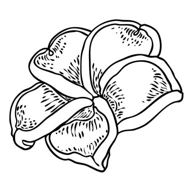 Plumeria çiçek tasarımı. Gerçek tesisattan yapılmış egzotik bitkilerden oluşan tropik bir çiçek. Hawaii frangipani çiçeği, açık yapraklı, izole. Geleneksel çiçekli hoş geldin dekorasyonu. Vektör.