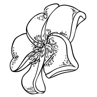 Plumeria çiçek tasarımı. Gerçek tesisattan yapılmış egzotik bitkilerden oluşan tropik bir çiçek. Hawaii frangipani çiçeği, açık yapraklı, izole. Geleneksel çiçekli hoş geldin dekorasyonu. Vektör.