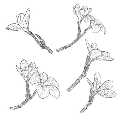 Dalda gerçek Plumeria çiçekleri açar. Hawaii Plumeria 'sı çiçek tomurcukları ve dal dalında yaprak ile açık bir kafa. Tropikal çiçeklenme ve egzotik bitkilerin serbest çizimi. Vektör.