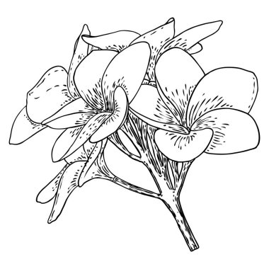 Plumeria ya da yapraklı Frangipani çiçekleri. Dekoratif egzotik çiçeklerin el çizimi sanatı, tomurcuklanma ve açık tomurcuklar, dal üzerinde yaprak. Vektör.