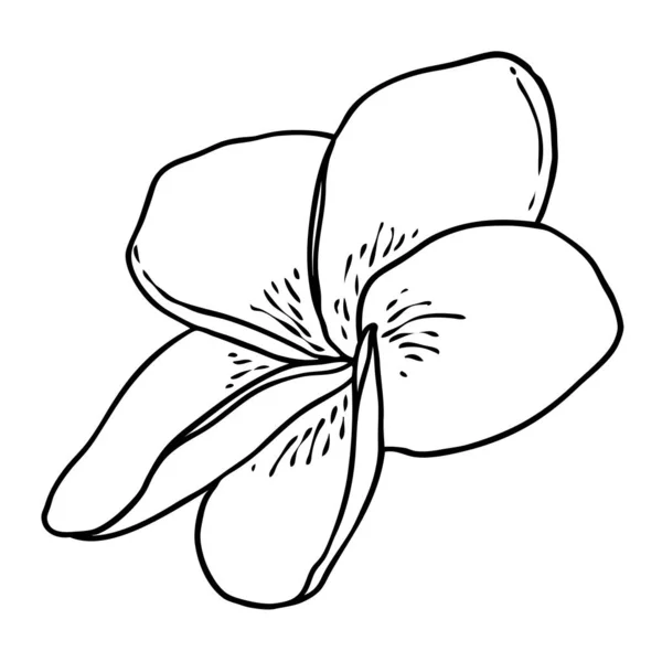 Flor Plumeria Selva Tropical Exótica Floral Que Florece Para Decoración — Archivo Imágenes Vectoriales