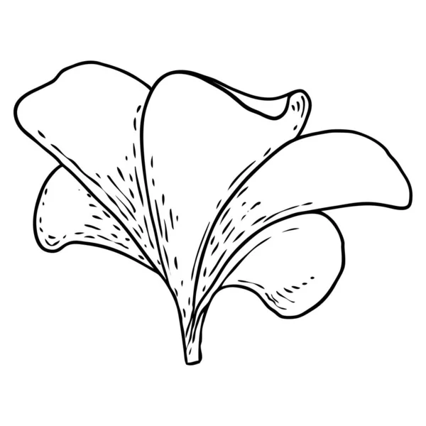 花弁が描かれたプルメリアまたはフランジパニの花 手は装飾的なエキゾチックな熱帯の花の線画を描き 開花し 開く芽 ベクトル — ストックベクタ