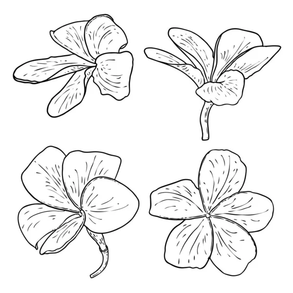 Plumeria设置 夏威夷传统热带项链或花环花的设计元素 欢迎光临装饰 画线艺术从真正的Plumeria — 图库矢量图片