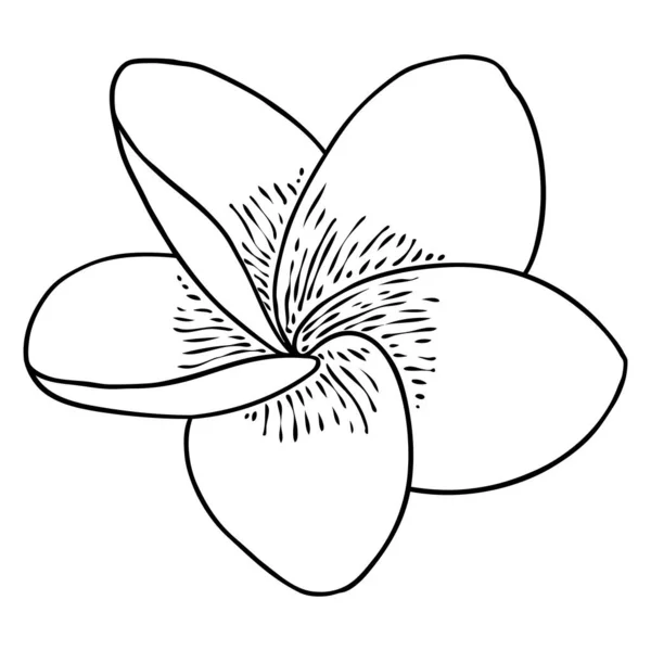 Спа Салон Plumeria Цветочная Линия Художественного Элемента Дизайна Йога Ароматерапия — стоковый вектор