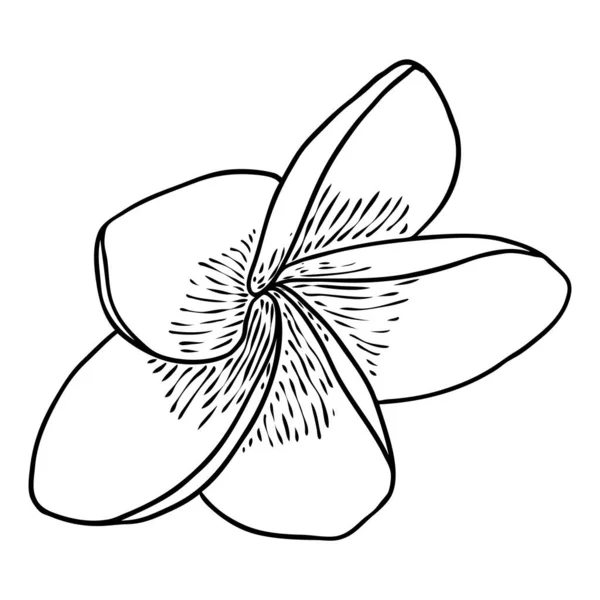 プルメリアオープン芽 伝統的なハワイの熱帯のネックレスや首の花輪の花のデザイン要素 招待状の装飾だ 本物のプラメリアから線画を描く ベクトル — ストックベクタ
