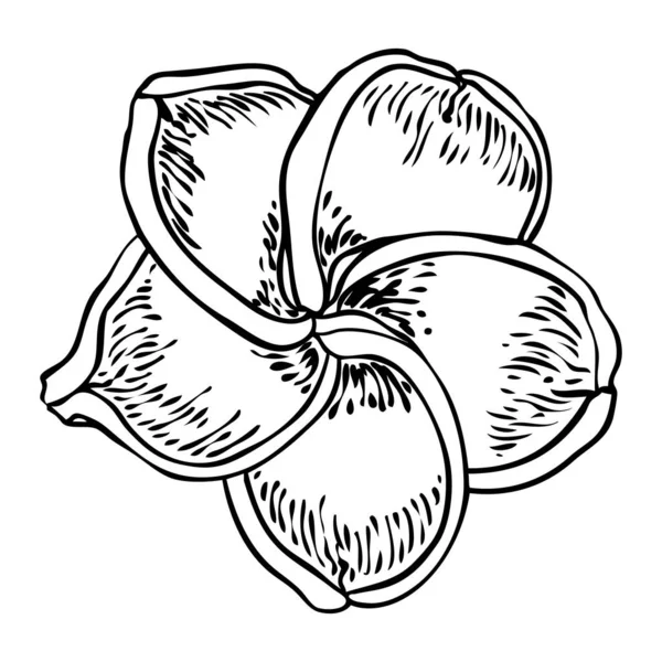 Plumeria Floreciendo Cabezas Hawái Flores Tropicales Abiertas Brotes Florecen Exóticos — Archivo Imágenes Vectoriales