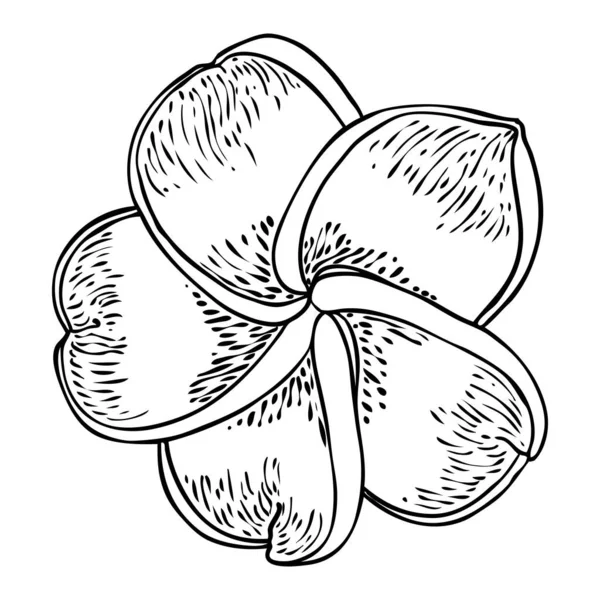 Plumeria Blühende Köpfe Hawaii Tropische Offene Blütenknospen Exotische Frangipani Blühen — Stockvektor
