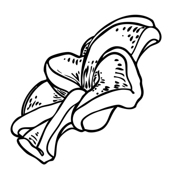 Plumeria Bourgeons Ouverts Collier Tropical Traditionnel Hawaïen Couronne Cou Élément — Image vectorielle