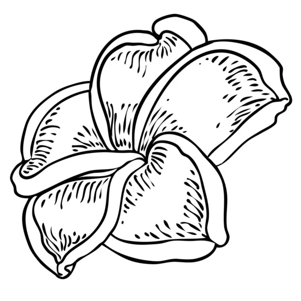 Plumeria Brotes Abiertos Tradicional Hawaii Collar Tropical Corona Cuello Elemento — Archivo Imágenes Vectoriales