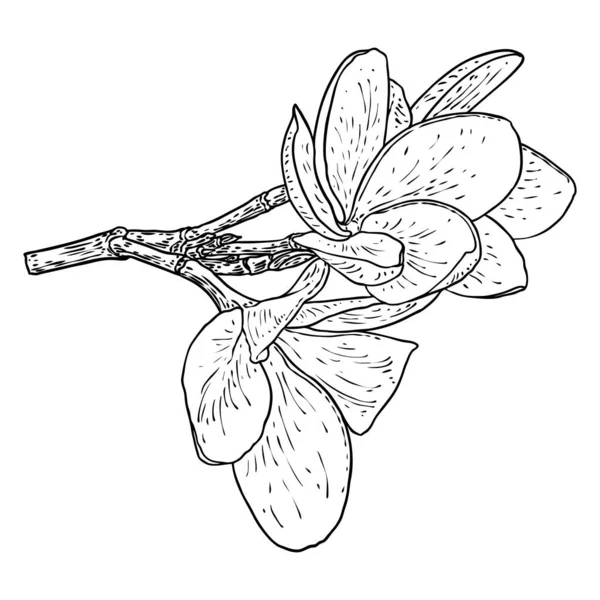 Riktig Plumeria Blomma Blomma Grenen Hawaiian Plumeria Öppet Huvud Med — Stock vektor