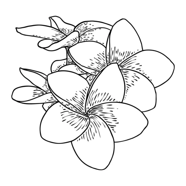 Plumeria Bloem Ontwerp Tropische Bloem Van Exotische Plant Gemaakt Van — Stockvector