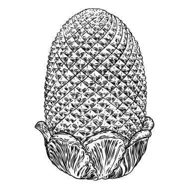 Pirinç ya da taş ananas kaplama el çizimi. Detaylı mimari tasarım öğesi. Vektör.