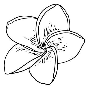 Plumeria çiçeği. Dekorasyon ve desen yapmak için egzotik tropikal orman çiçekleri açıyor. Karayipler, dış bitki başı, açık çiçek. Çizgi el çizim sanatı. Vektör.