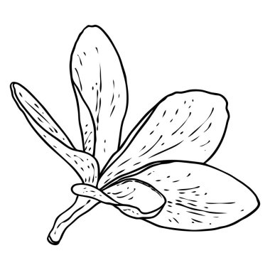 Plumeria çiçeği. Dekorasyon ve desen yapmak için egzotik tropikal orman çiçekleri açıyor. Karayipler, dış bitki başı, açık çiçek. Çizgi el çizim sanatı. Vektör.