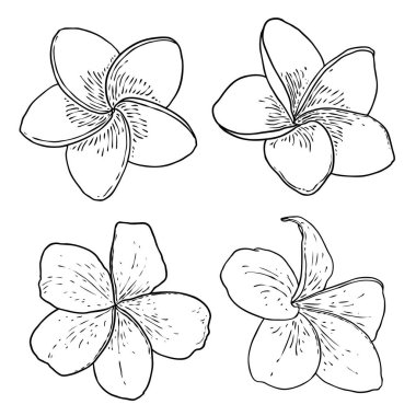 Spa salonu Plumeria çiçek serisi sanat eseri tasarımı seti. Yoga yağı aromaterapisi ve sıcak masaj stüdyosu, hoş geldin sembolü. Frangipani çiçeğinin açık tomurcuğunu çizmek. Vektör. 