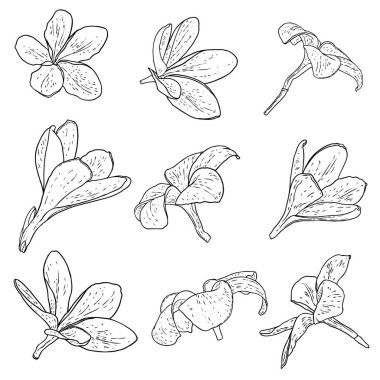 Plumeria çiçekleri. Dekorasyon ve desen yapmak için egzotik tropikal orman çiçekleri koleksiyonu. Karayipler, dış bitki kafaları, açık çiçekler. Çizgi el çizim sanatı. Vektör.