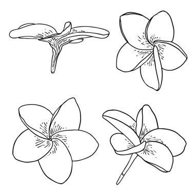 Plumeria çiçekleri. Dekorasyon ve desen yapmak için egzotik tropikal orman çiçekleri koleksiyonu. Karayipler, dış bitki kafaları, açık çiçekler. Çizgi el çizim sanatı. Vektör.
