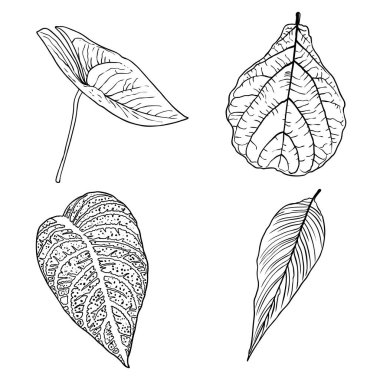 El yapımı botanik yapraklar dallar ve eğreltiotu. Evcil ev çiçekleri tasarım elementleri. Düğün davetiyeleri ve yaz indirimi afişleri için çizimler yapıyorum. Vektör.