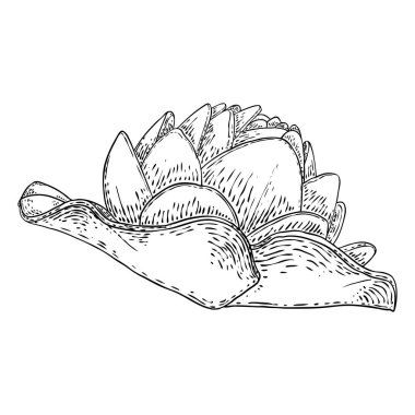 Lotus çiçeği ve git. Lily 'nin çiçekli bitki örtüsünü çizdim. Hint dini saflığın ve aydınlanmanın sembolü. Siyah beyaz, el çizimi ıssız su birikintisi zambağı çiçeği. Vektör.