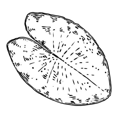 Nilüfer yaprağı, izole. Nilüfer yaprağı çiziyorum. Vektör.