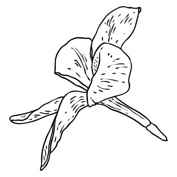 李子花 奇异的热带丛林中花卉盛开 用于装饰和图案制作 加勒比 外生植物头 开着花 线条手绘风格艺术 — 图库矢量图片