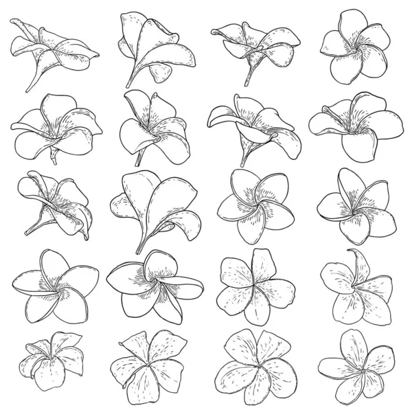 Plumeria Rozkvétá Ručně Kreslenou Sadu Exotické Květiny Kvetoucí Tropů Tradiční — Stockový vektor