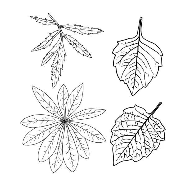 花のデザイン要素 枝付きの葉 国内の緑の草 家庭の植物の枝のセット ベクトル — ストックベクタ