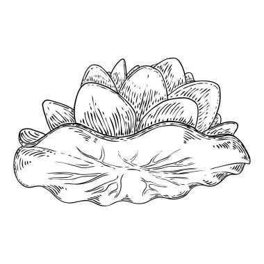 Lotus çiçeği ve git. Lily 'nin çiçekli bitki örtüsünü çizdim. Hint dini saflığın ve aydınlanmanın sembolü. Siyah beyaz, el çizimi ıssız su birikintisi zambağı çiçeği. Vektör.