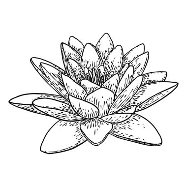 Lotus çiçeği. Çiçekli botanik suyu çiçeği. Issız, çiçek açan bir gölet. Manevi beden ve zihin tasarımları için nilüfer çiçeği, spa, meditasyon, din, yoga. Vektör.