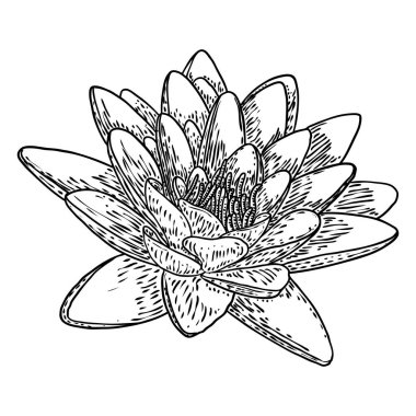 Lotus çiçeği. Çiçekli botanik suyu çiçeği. Issız, çiçek açan bir gölet. Manevi beden ve zihin tasarımları için nilüfer çiçeği, spa, meditasyon, din, yoga. Vektör.