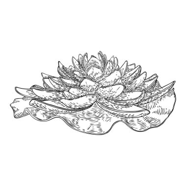 Lotus çiçeği ve git. Lily 'nin çiçekli bitki örtüsünü çizdim. Hint dini saflığın ve aydınlanmanın sembolü. Siyah beyaz, el çizimi ıssız su birikintisi zambağı çiçeği. Vektör.