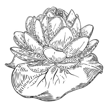 Lotus çiçeği ve git. Lily 'nin çiçekli bitki örtüsünü çizdim. Hint dini saflığın ve aydınlanmanın sembolü. Siyah beyaz, el çizimi ıssız su birikintisi zambağı çiçeği. Vektör.