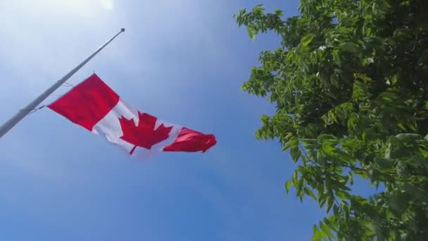 Canadese Vlag Wappert Halve Mast Nationale Vlag Van Canada Zwaaiend — Stockvideo