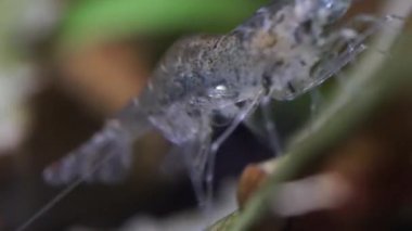 Tatlı su hayalet karides makro shot 'ı ya da eğri kuyruklu opak cam karides. Yosun yiyen Pinokyo karidesleri, Palaemonetes paludosus besleyicileri. Çok sığ bir alan derinliğiyle yaklaşın..