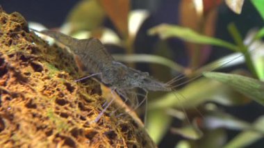 Tatlı su hayalet karides makro shot 'ı ya da eğri kuyruklu opak cam karides. Yosun yiyen Pinokyo karidesleri, Palaemonetes paludosus besleyicileri. Çok sığ bir alan derinliğiyle yaklaşın..