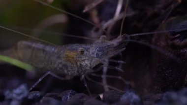 Tatlı su hayalet karides makro shot 'ı ya da eğri kuyruklu opak cam karides. Yosun yiyen Pinokyo karidesleri, Palaemonetes paludosus besleyicileri. Çok sığ bir alan derinliğiyle yaklaşın..