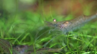 Tatlı su hayalet karides makro shot 'ı ya da eğri kuyruklu opak cam karides. Yosun yiyen Pinokyo karidesleri, Palaemonetes paludosus besleyicileri. Çok sığ bir alan derinliğiyle yaklaşın..