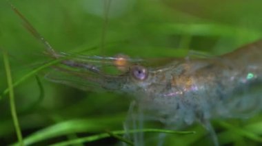 Hobi akvaryumunda şeffaf cam hayalet karides. Makrodaki daha temiz karidesler çok sığ alan derinliğine sahip yakın çekim fotoğrafçılığı. Yosun yiyen Palaemonetes paludosus karidesi.