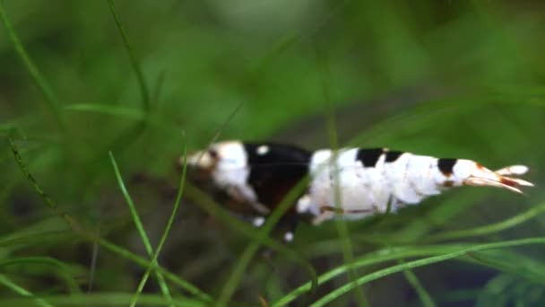 Camarones Cristal Negro Camarones Abeja Pecera Caridina Cantonensis Acuario Casero — Vídeo de stock