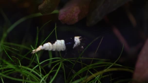 Crevettes Cristal Noir Crevettes Abeille Dans Aquarium Caridina Cantonensis Dans — Video