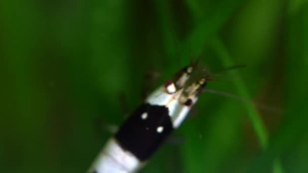 Black Crystal Shrimp Bee Shrimp Nel Serbatoio Pesce Caridina Cantonensis — Video Stock