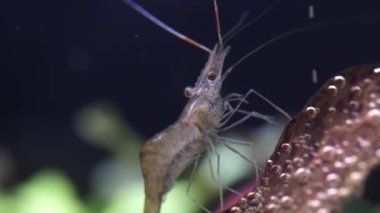 Hobi akvaryumunda şeffaf cam hayalet karides. Makrodaki daha temiz karidesler çok sığ alan derinliğine sahip yakın çekim fotoğrafçılığı. Yosun yiyen Palaemonetes paludosus karidesi.