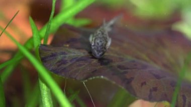 Ev hobisinde deniz yosunlarıyla beslenen otomatlar karidesli akvaryum dikti. Şirin cüce emiciler ya da akvaryumda Loricariidae suratlı. Makro çok sığ bir alan derinliğiyle yakınlaş.