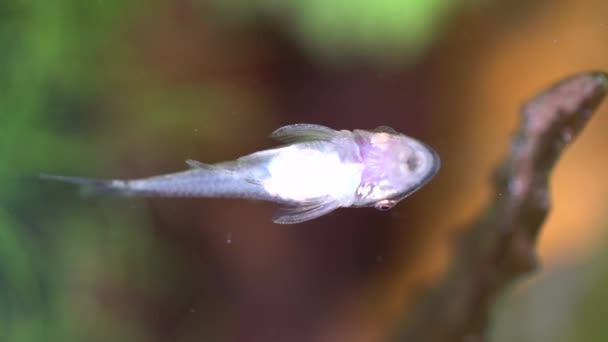 Otos Meervallen Voeden Zich Met Algen Hun Hobby Planten Een — Stockvideo